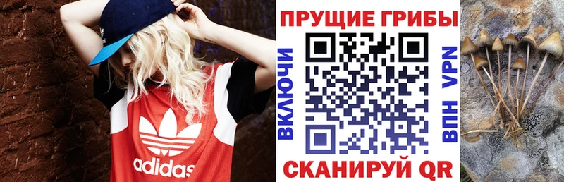 Купить закладки Анжеро-Судженск Псилоцибиновые грибы прущие грибы